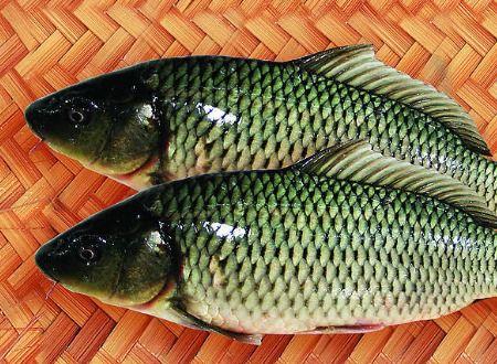 鲤鱼吃小瓜吗,探究鱼儿饮食之谜
