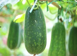 吃佛瓜可以吃药不