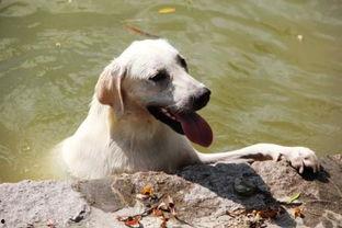 狗可以吃哈密瓜雪糕吗,宠物饮食安全指南