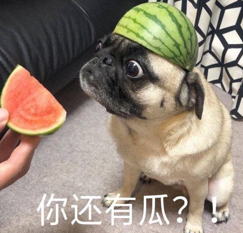 吃瓜无情,揭秘网络舆论场的真实面貌