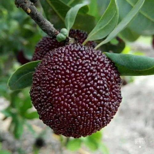 红花柳绿吃瓜,红花柳绿，共享夏日吃瓜时光