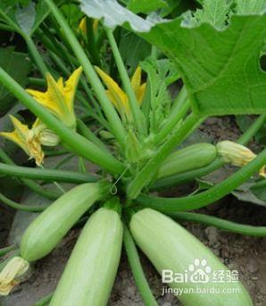 角瓜都能怎么吃,多样烹饪，尽享美味