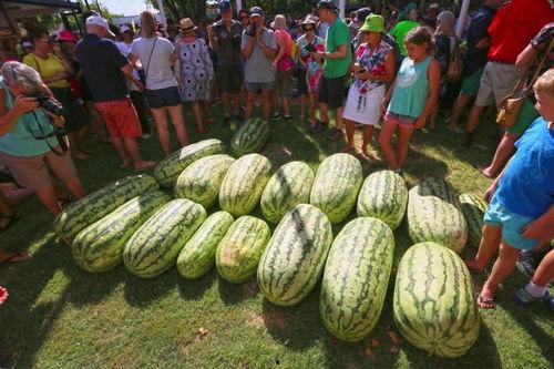 无手瓜怎么吃,无手瓜的多样食法探索