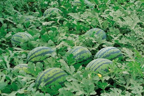 宁夏吴忠师范吃瓜,吃瓜群众见证校园风云