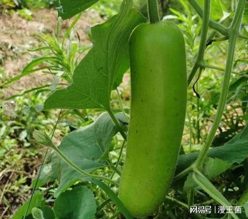 晚上吃瓜现场,揭秘神秘吃瓜现场