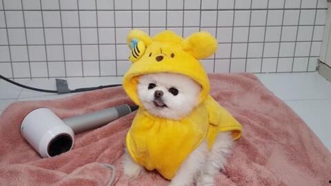 哈士奇吃瓜的好处,解锁狗狗清凉夏日新姿势