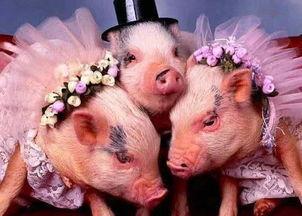 猪吃瓜视频原声,趣味横生的动物搞笑瞬间