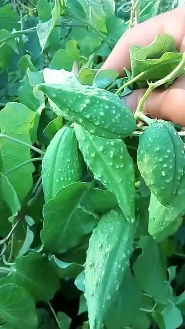 宝宝瓢瓜怎么吃,营养美味的多样化食用指南