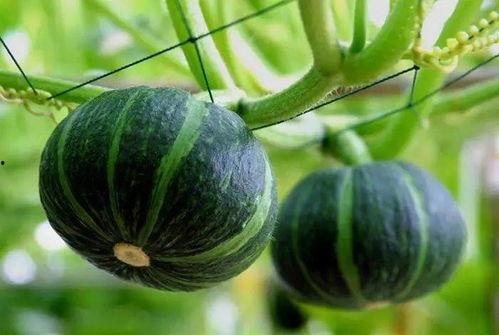 欧亚吃瓜视频,揭秘娱乐圈幕后故事