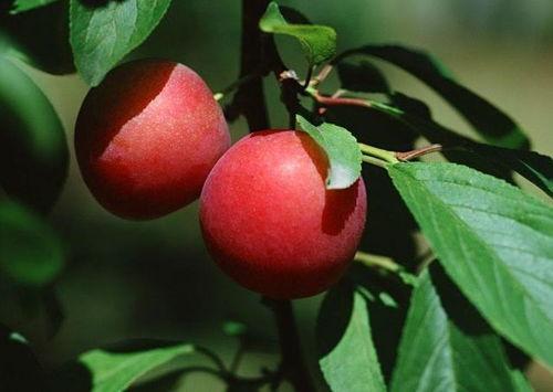 李子三岁吃瓜,开启味蕾新体验
