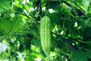 蒌瓜根可以吃吗怎么吃,蒌瓜根的食用方法与营养价值解析