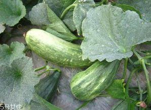 吃瓜含什么,揭秘吃瓜背后的营养成分与健康益处