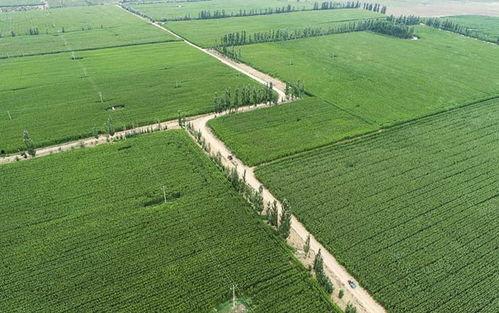 农田吃瓜拍照图片,农田吃瓜拍照记