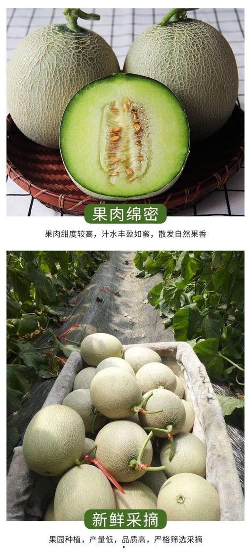 吃日本网纹瓜和中国蜜瓜,甜蜜对决，品味东方瓜果魅力
