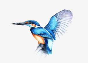 带你吃瓜鸟作画,带你领略“带你吃瓜鸟”画作中的趣味与智慧