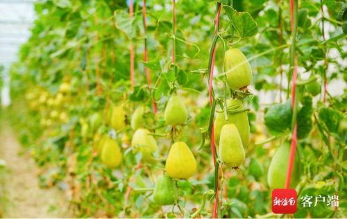 吃瓜人名图,名图背后的故事与真相