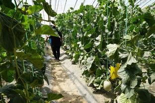 白沟花店吃瓜视频,揭秘花店日常趣事