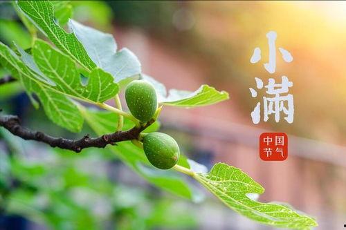 小满吃瓜和什么