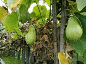 土儿瓜怎么吃,探索家常美味新选择