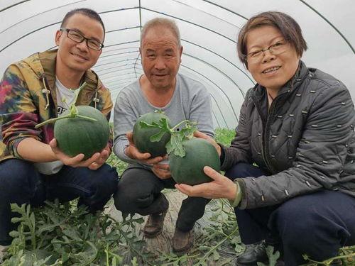 野生岛吃瓜,一场吃瓜者的狂欢盛宴