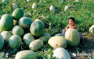 二鹏吃瓜,揭秘娱乐圈幕后真相