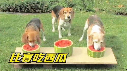 狗吃瓜的吗,揭秘狗狗对瓜果的喜爱之谜