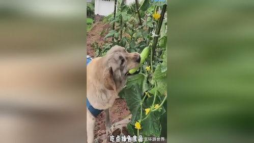 小狗捉拿记吃瓜,一场欢乐的吃瓜盛宴