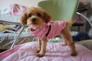 宠物福利社吃瓜,吃瓜群众眼中的萌宠盛宴