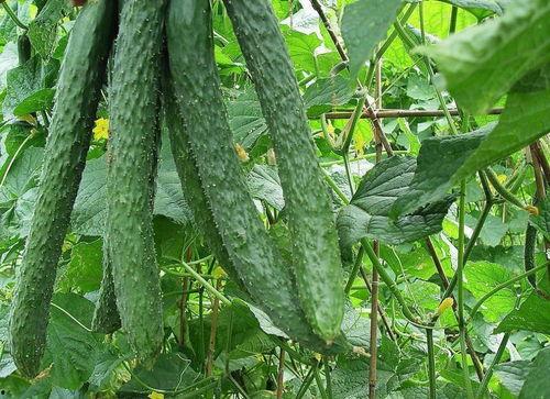 一天吃一个瓜有什么好处