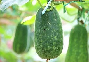 一岁吃瓜好么,一岁宝宝吃瓜的益处与注意事项