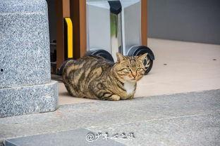 香蕉猫和吃瓜群众,香蕉猫的趣味日常与吃瓜群众的欢乐时光