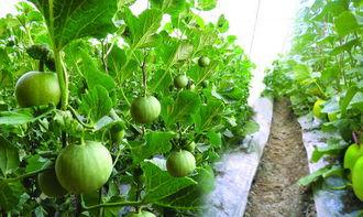 孕妇可吃丰收瓜,丰收瓜的营养益处与食用指南