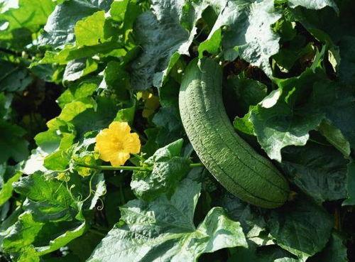 老叶吃瓜,揭秘娱乐圈幕后故事