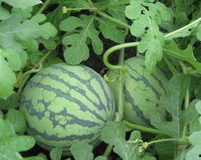 京瓜孕妇可以吃吗